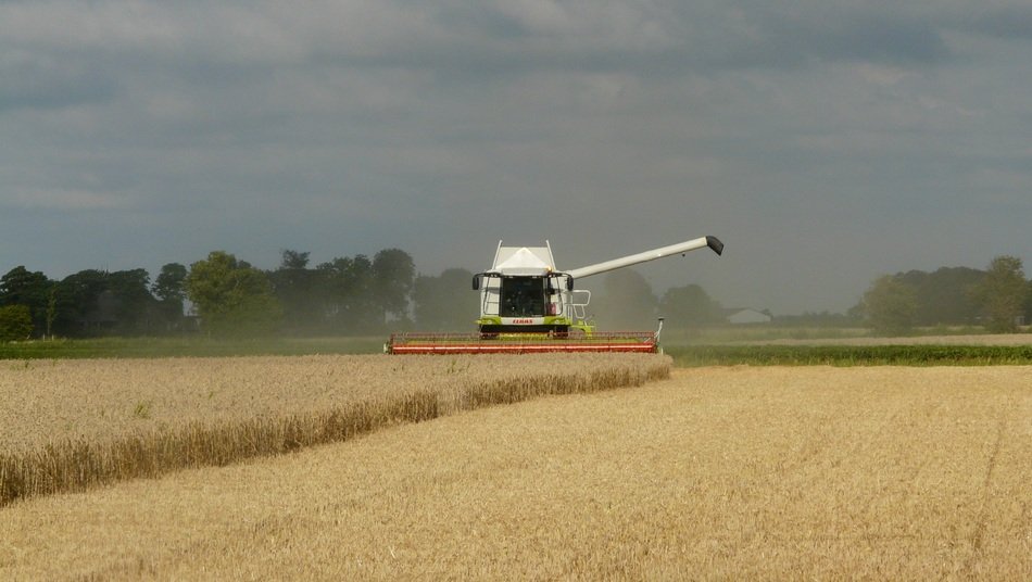 working combine-harvested