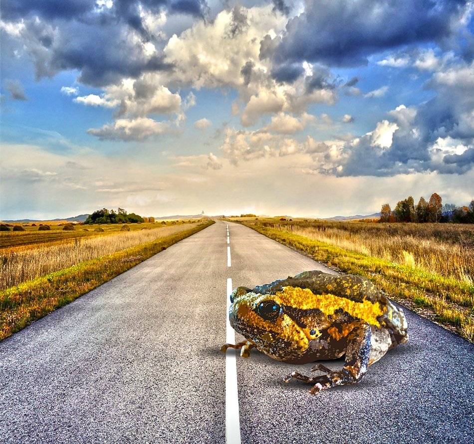 toad on the road