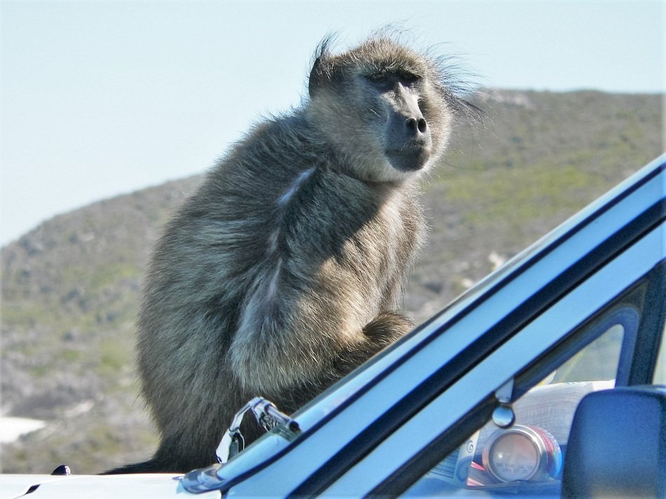 Baboon On Car