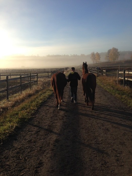 horses on the road in the morning