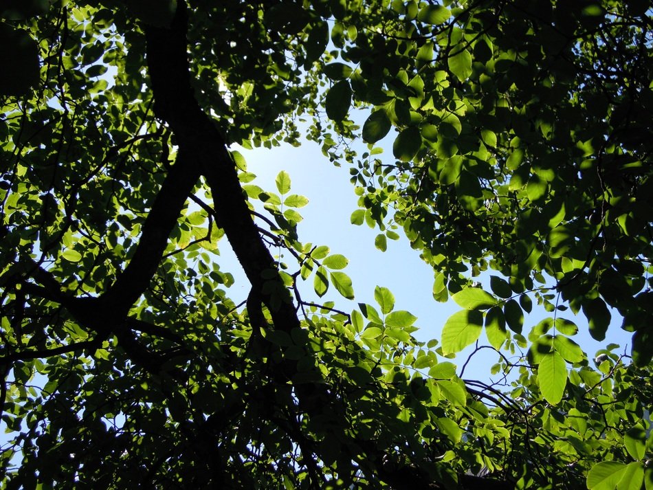 natural shadow of tree leaves