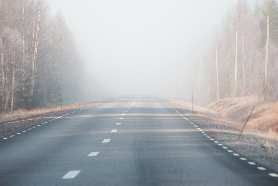 Landscape with the mist on the road near the trees