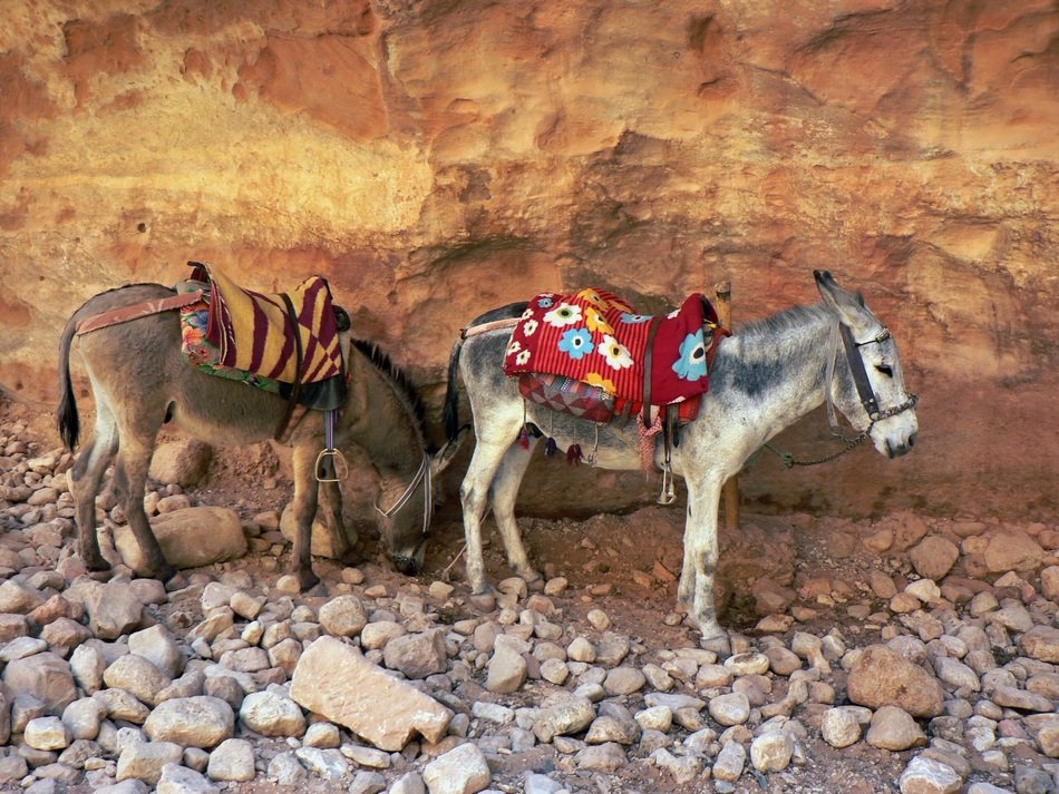 Donkeys for riding