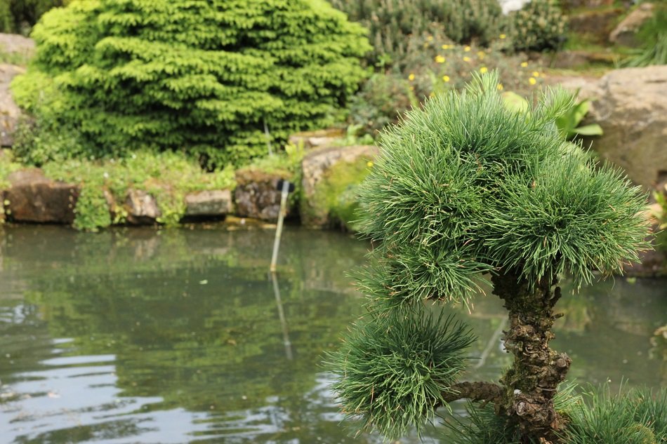 Larix Kaempferi