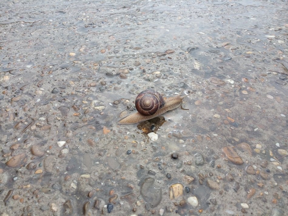 Snail in the Water Road