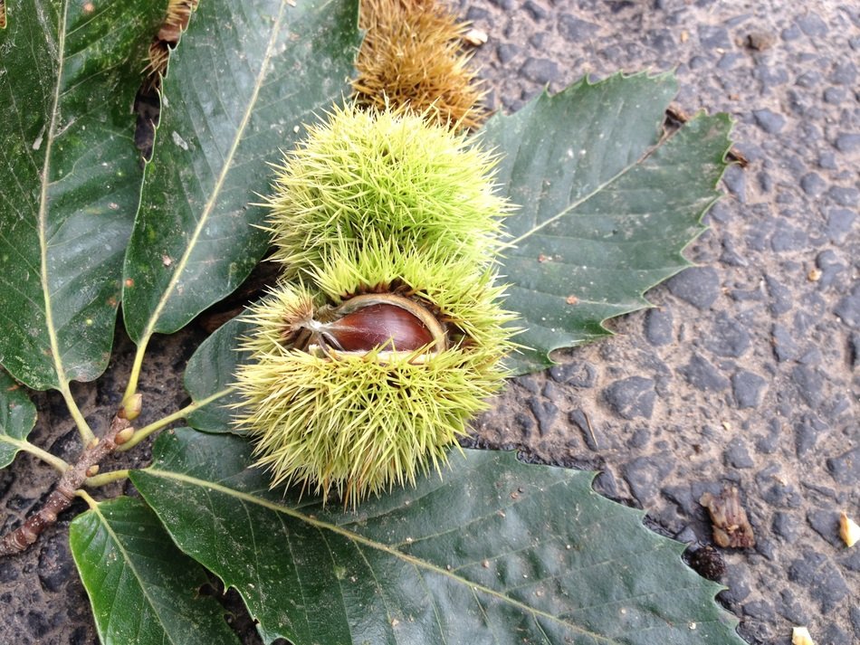 Chestnut Road flower