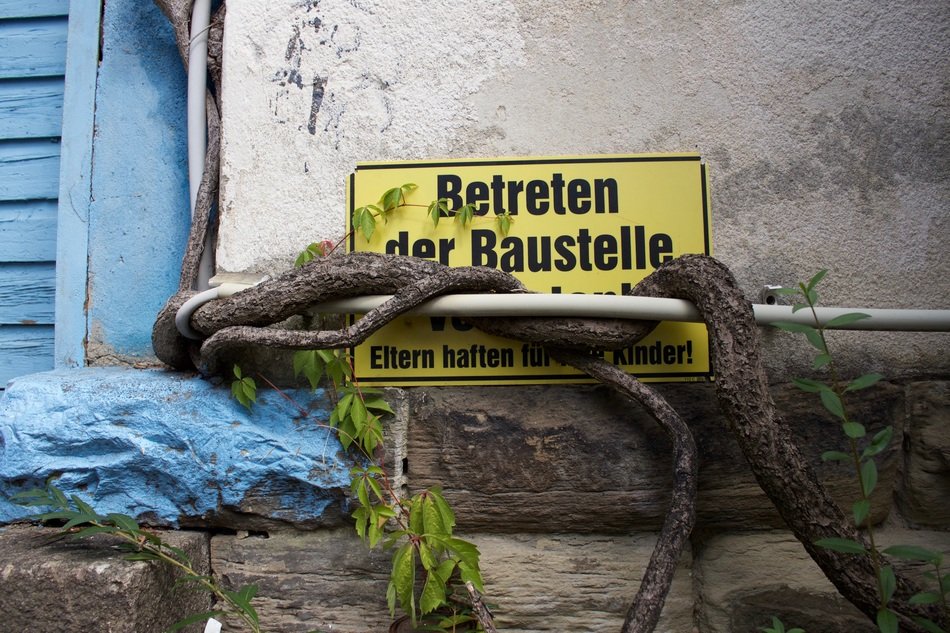 tree roots on the building