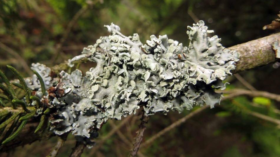 Lichen Road Conifer