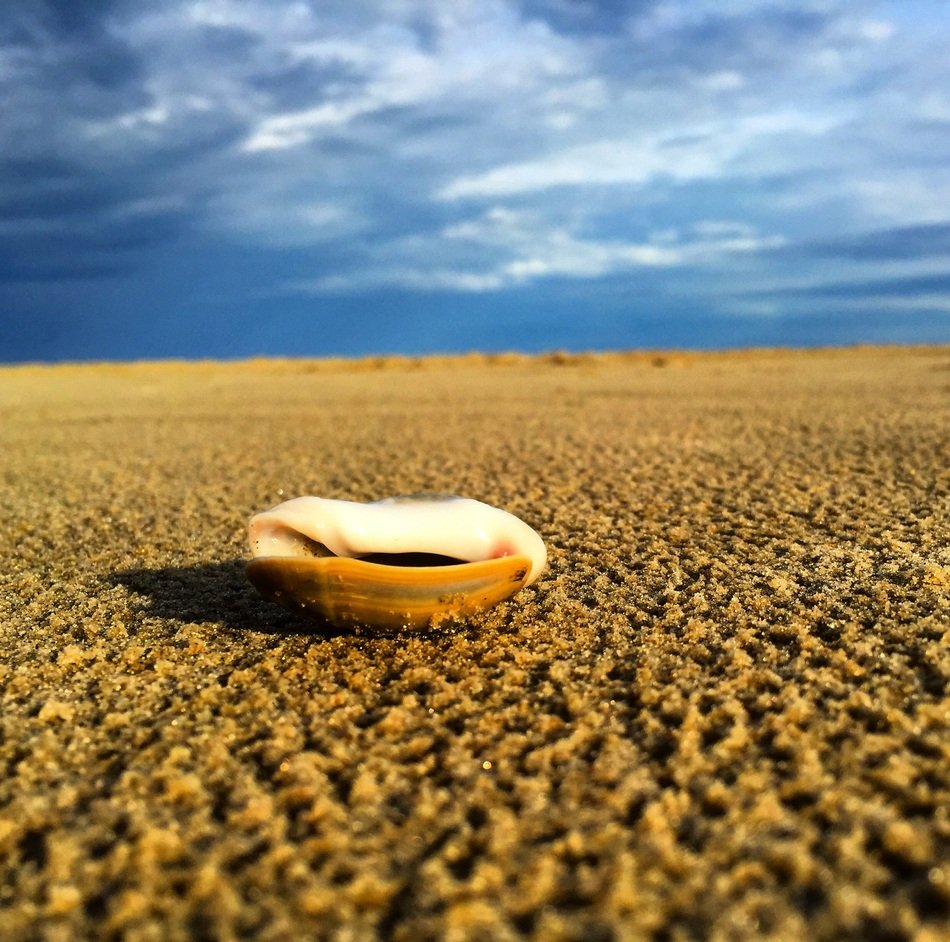 Beautiful shell on the beach in Brazil