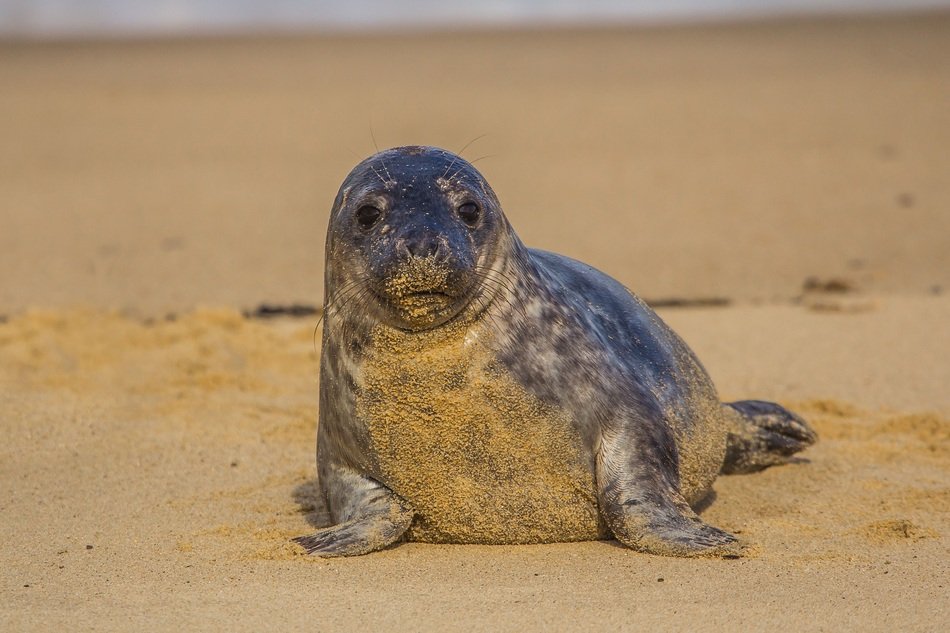 seal in the sand