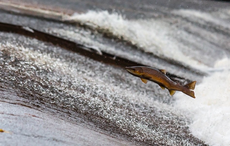 Salmon Fish Run