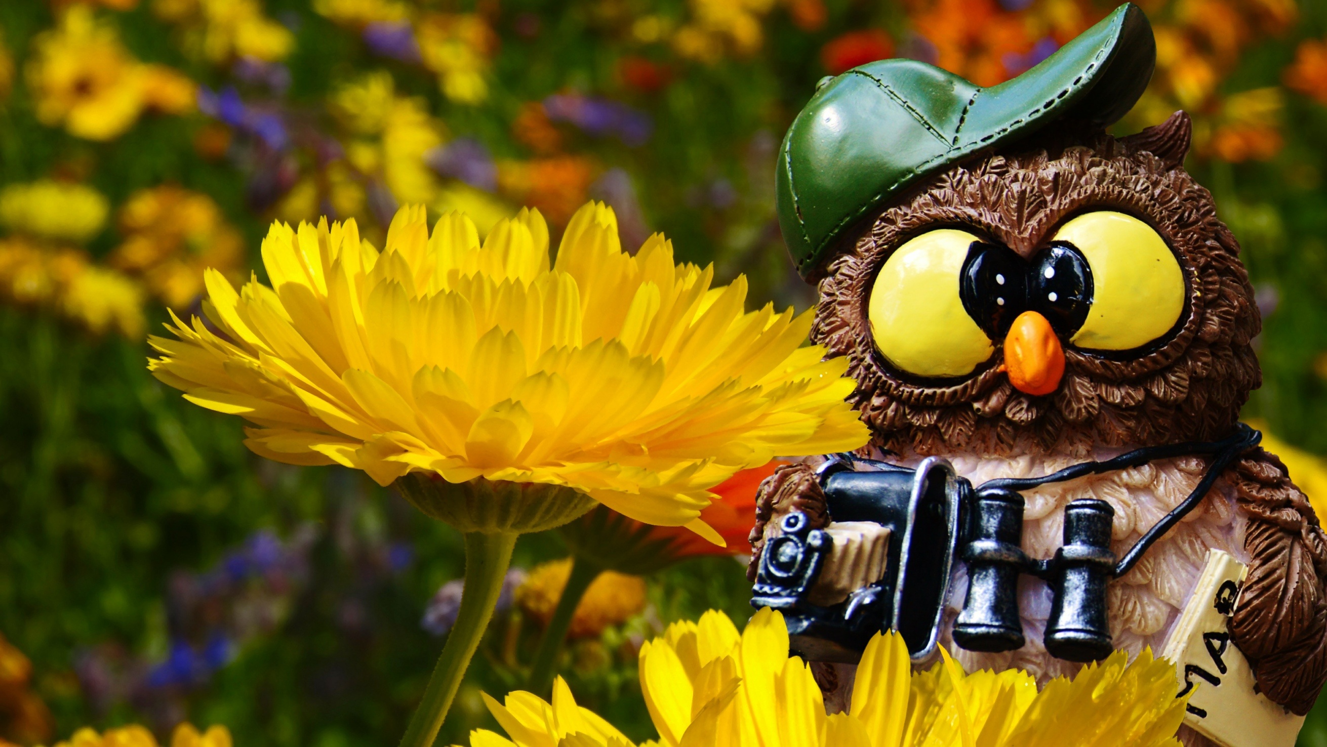 Funny flowers. Сова с цветами. Сова с букетом цветов. Сова турист. Сова на рабочий стол компьютера.