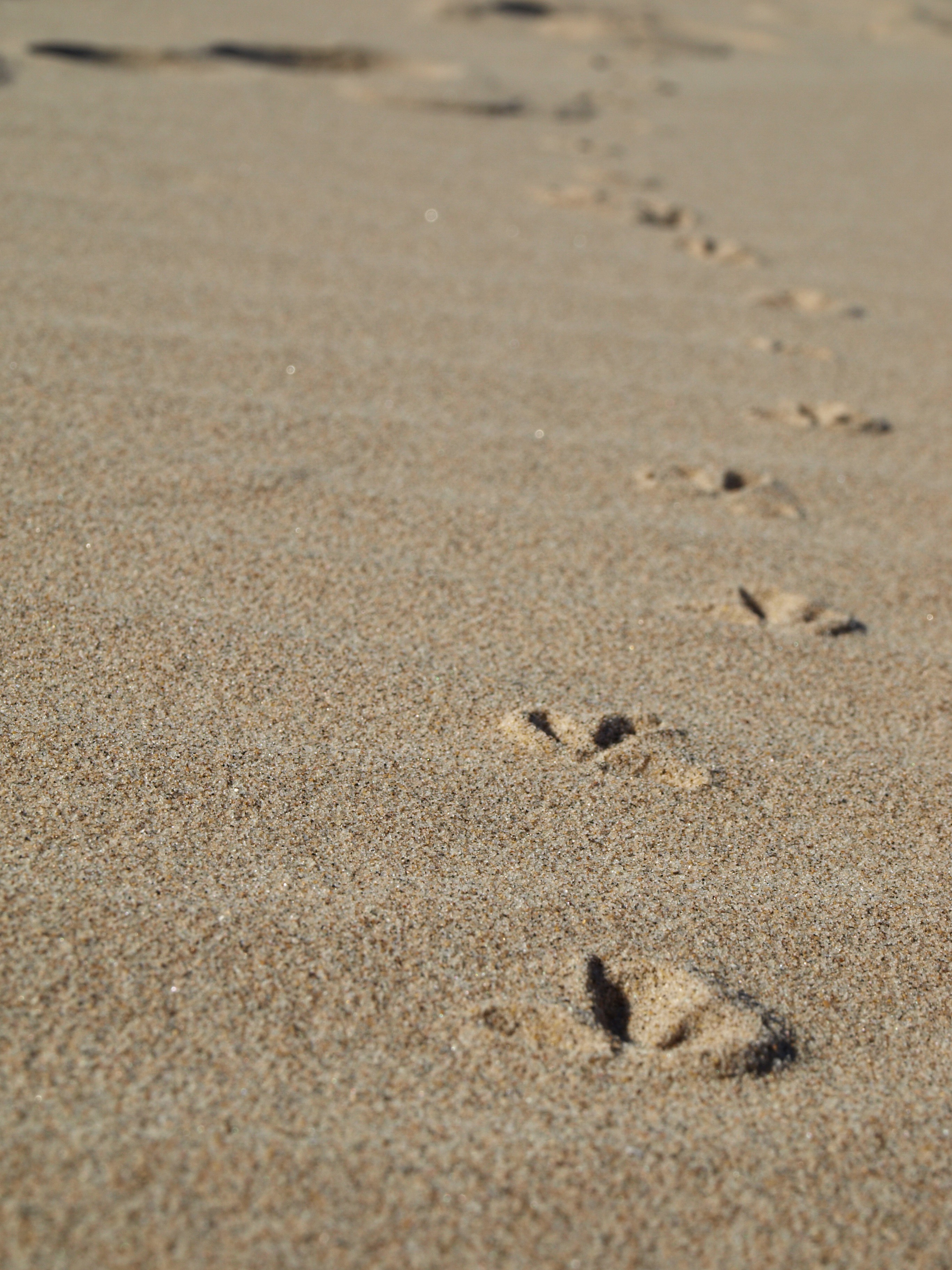 Следы на песке слушать. Следы на песке. Следы чаек на песке. Следы на песке у моря. Пляж следы на песке.