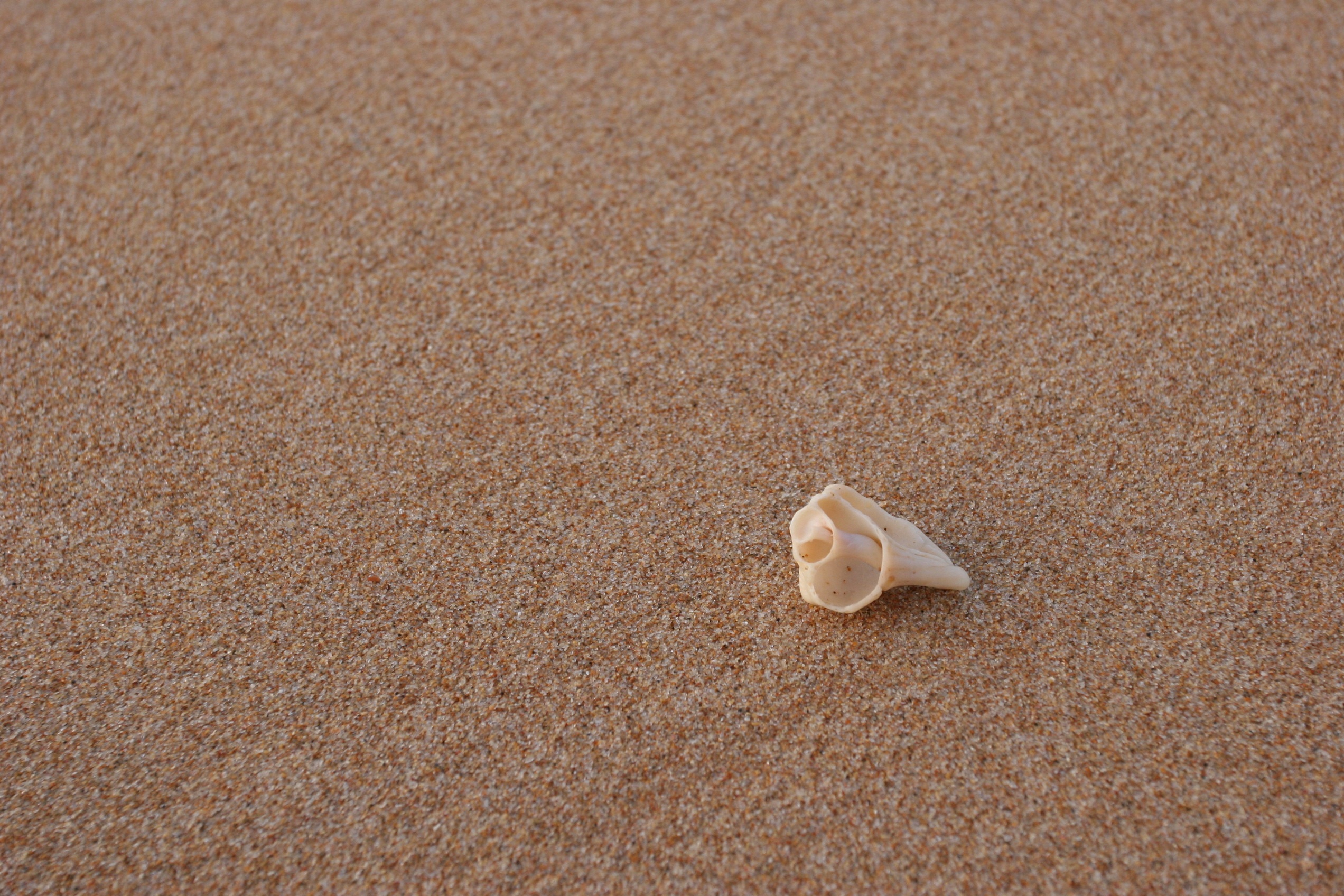 Small shell. Морской песок. Мелкий морской песок. Крупный песок. Ракушки на песке.