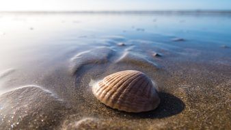 Seashell in sea water