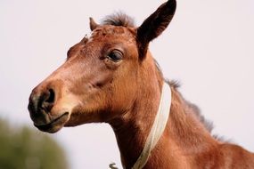 head of Brown Horse close up