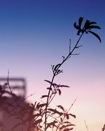 branch silhouette against the evening sky