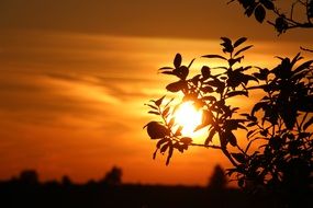 bright sunset sun through tree foliage