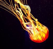 wonderful Jellyfish in Aquarium