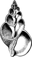 illustration of painted seashell
