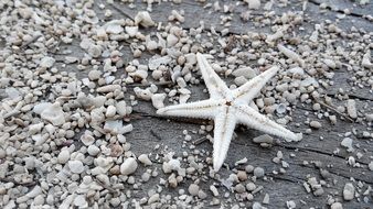 Star Sand Beach Macro