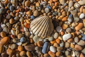 shell among a colorful varieties of pebbles