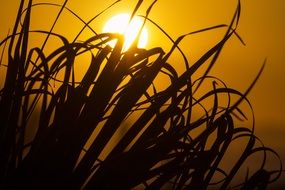 black grass against a background of green sunset and bright sun