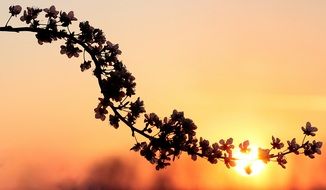 flowers on the branch silhouette