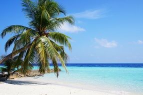 palm tree with green leaves above the sea