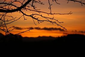 silhouette of branches on a background of orange sunset