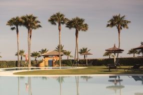 palm trees on the beach in spain