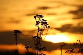 dry seedheads of Tansy at Sunset Sky
