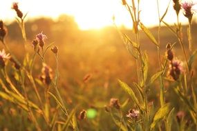 flowers in a field at sunset close-up on a blurred background