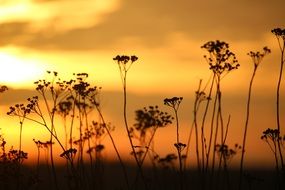 silhouettes of tansy at sunset