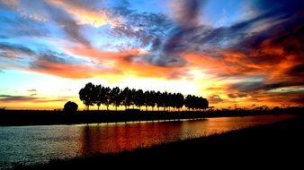 trees in the twilight