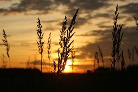 grass in the setting sun