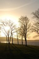 Trees on a lake bank at the sunlight