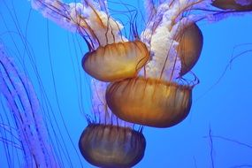 many big jellyfish in the underwater world
