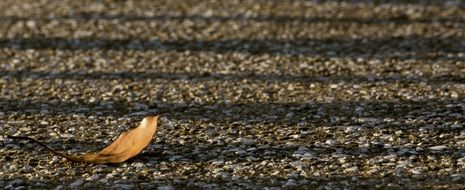 Lonely dried leaf on a road