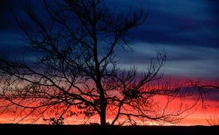tree against a red sunset