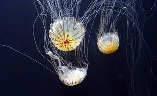 Jelly Fish Marine