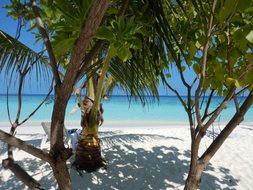 palm trees on the white sand beach