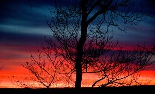 tree against a red sunset sky