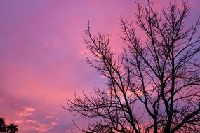 Colorful Scenery Sky behind the trees