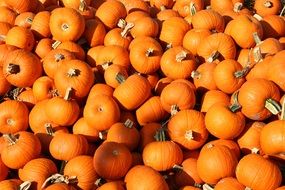 lots of pumpkins in the bright sun