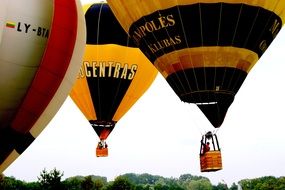 hot air Balloons Flying above trees