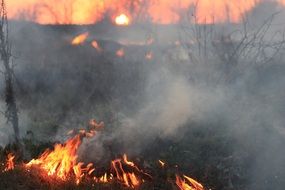 fire in the forest