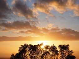 tree tops on the colorful setting sun background