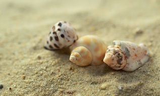 seashells of different colors on the sand