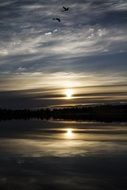 swan on the lake during sunset